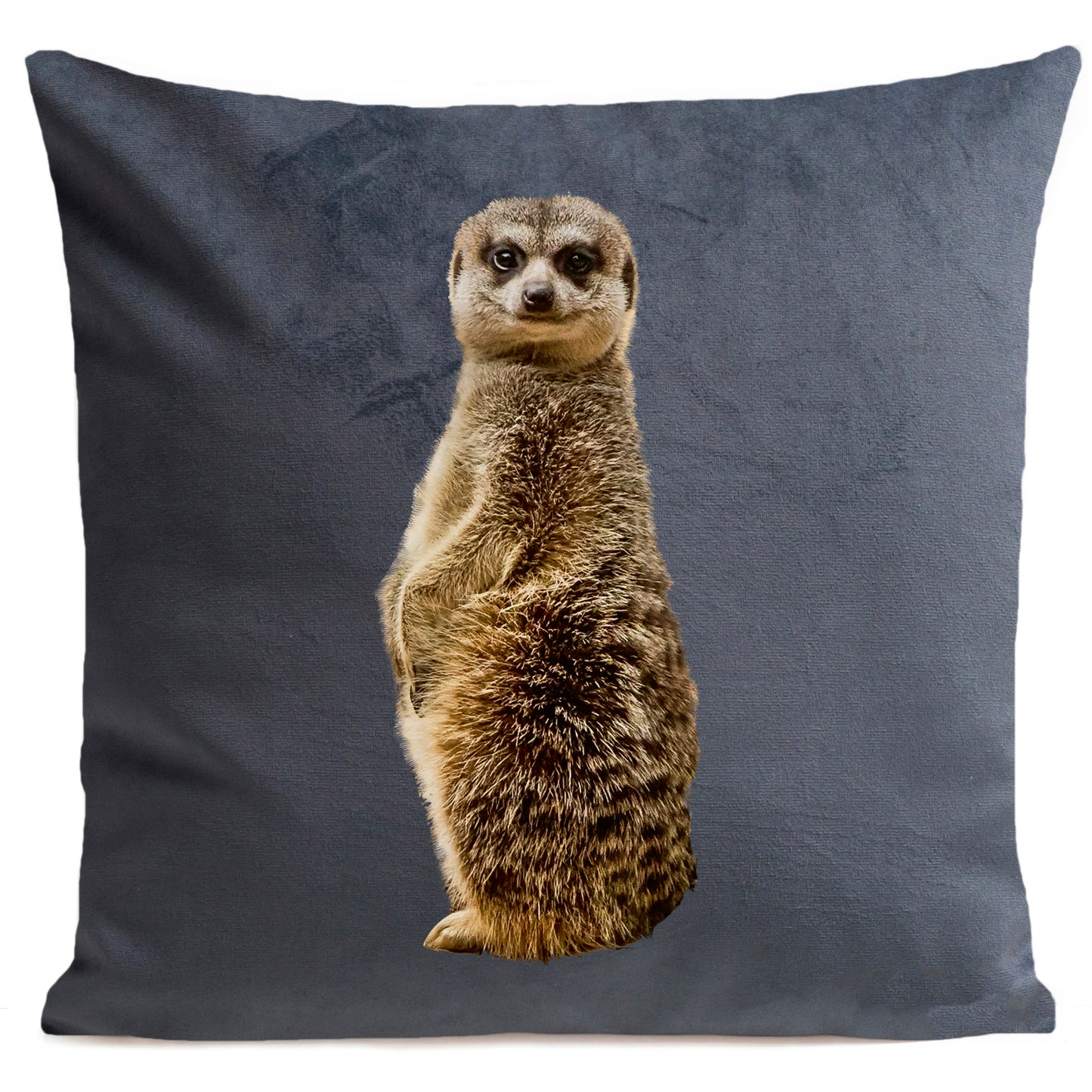 Coussin Suricate