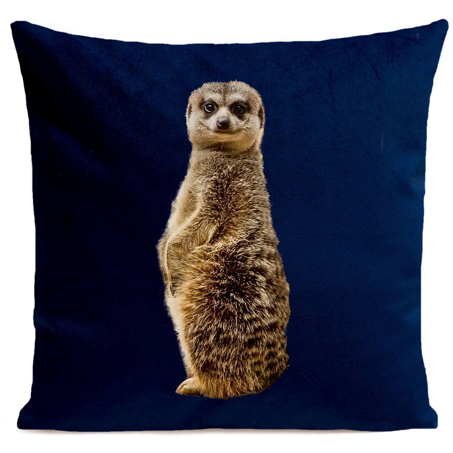 Coussin Suricate