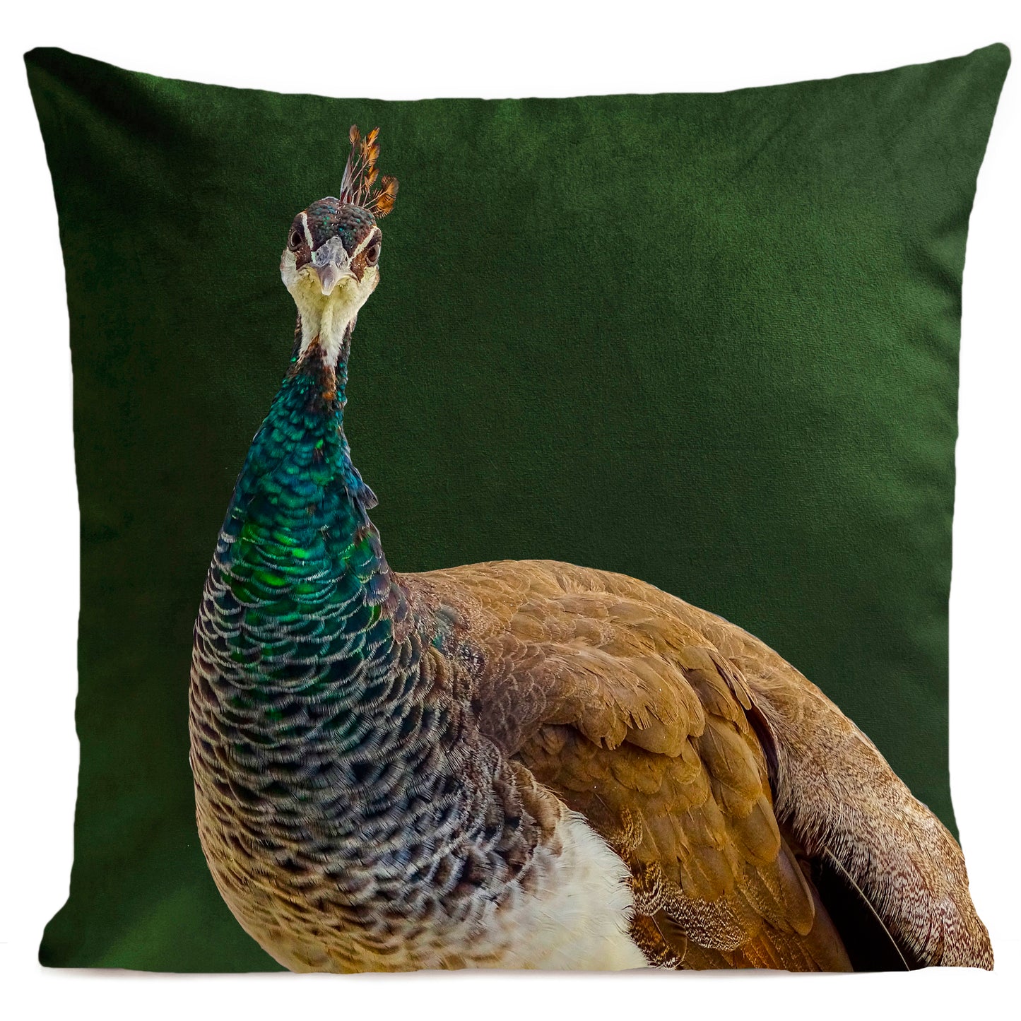 Coussin Madame Peacock