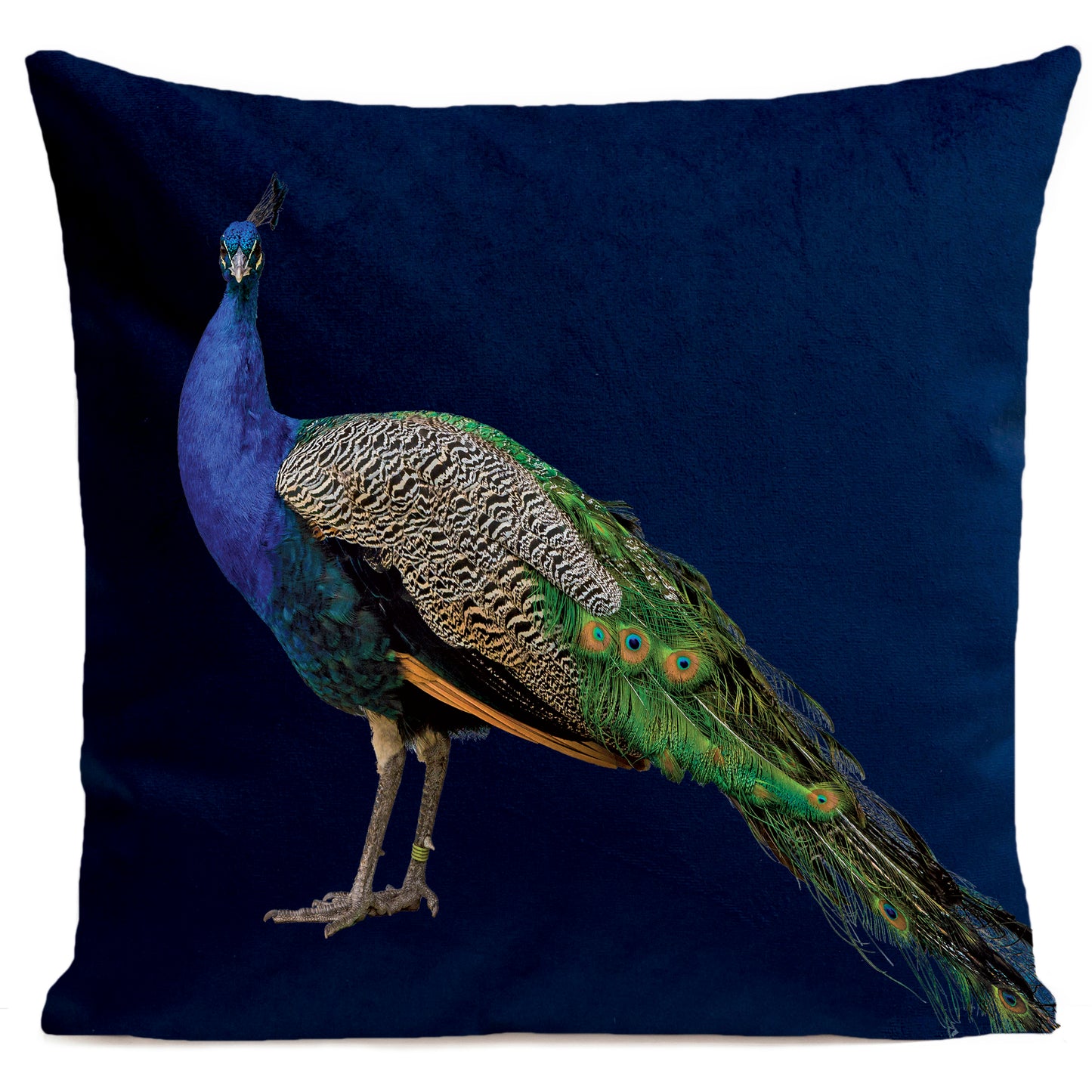 Coussin Royal Peacock